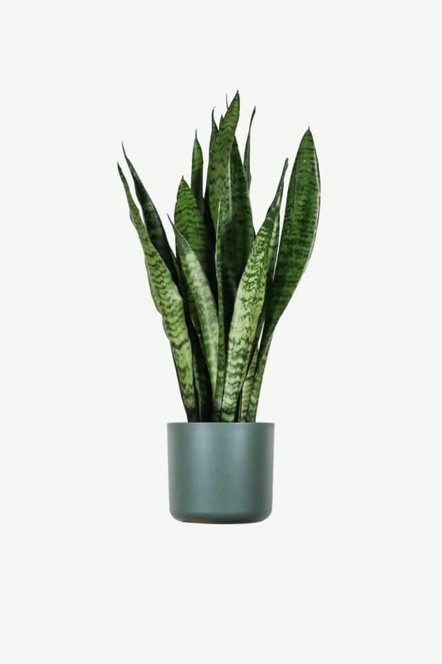 Plants Ecommerce Product Featured Img 1
