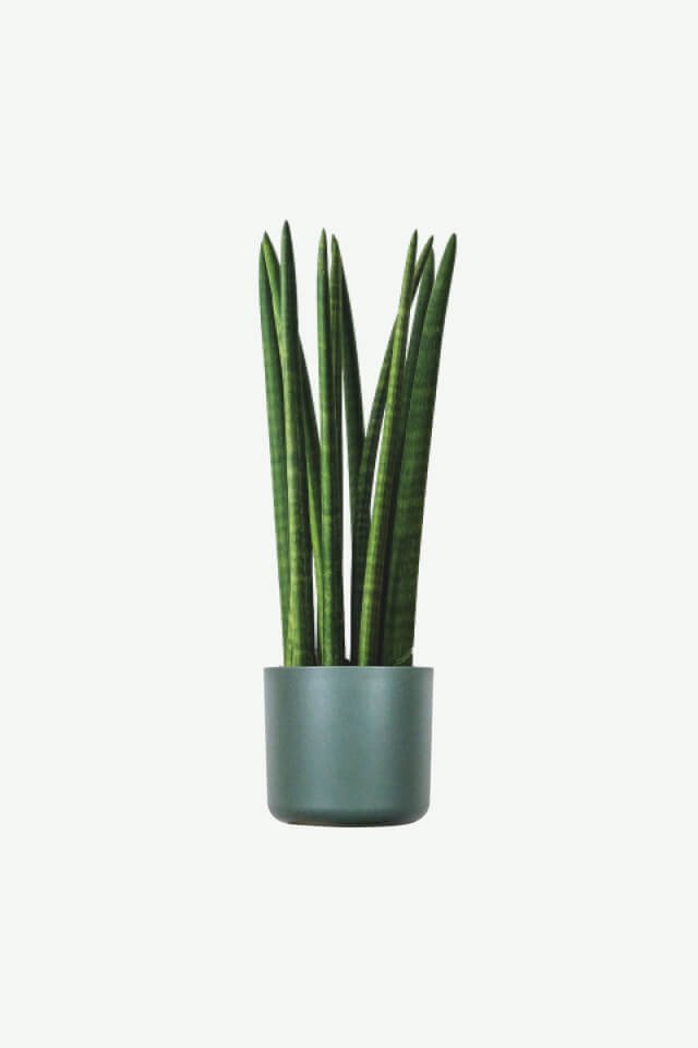 Plants Ecommerce Product Featured Img 10