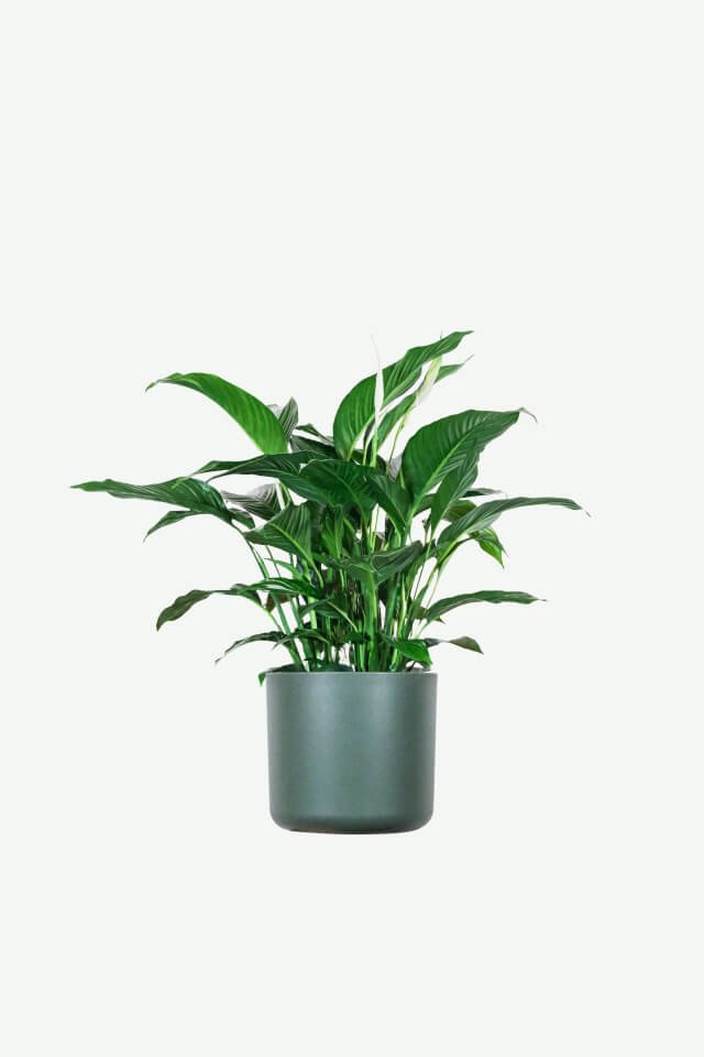 Plants Ecommerce Product Featured Img 15