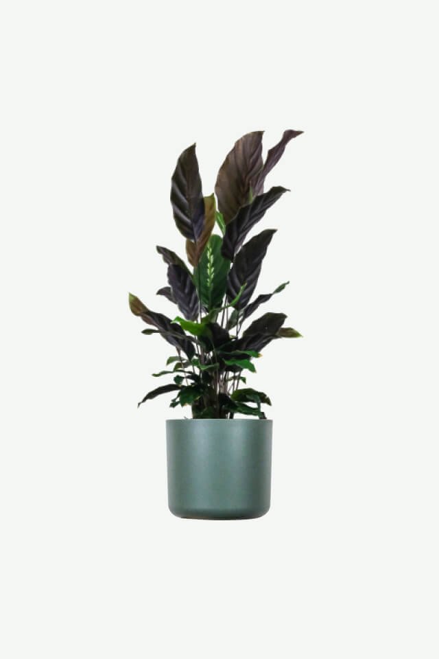 Plants Ecommerce Product Featured Img 18