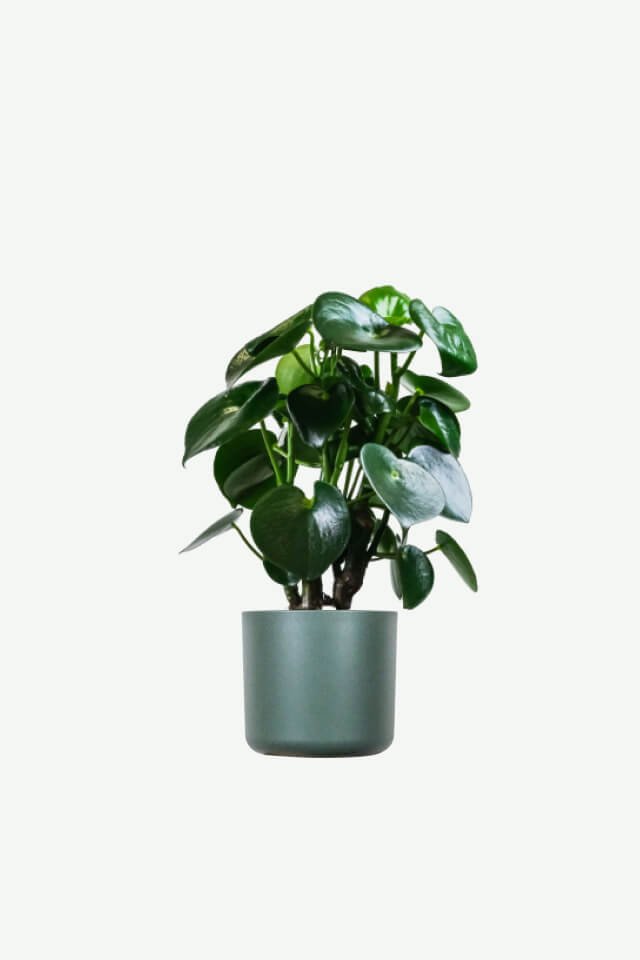 Plants Ecommerce Product Featured Img 6